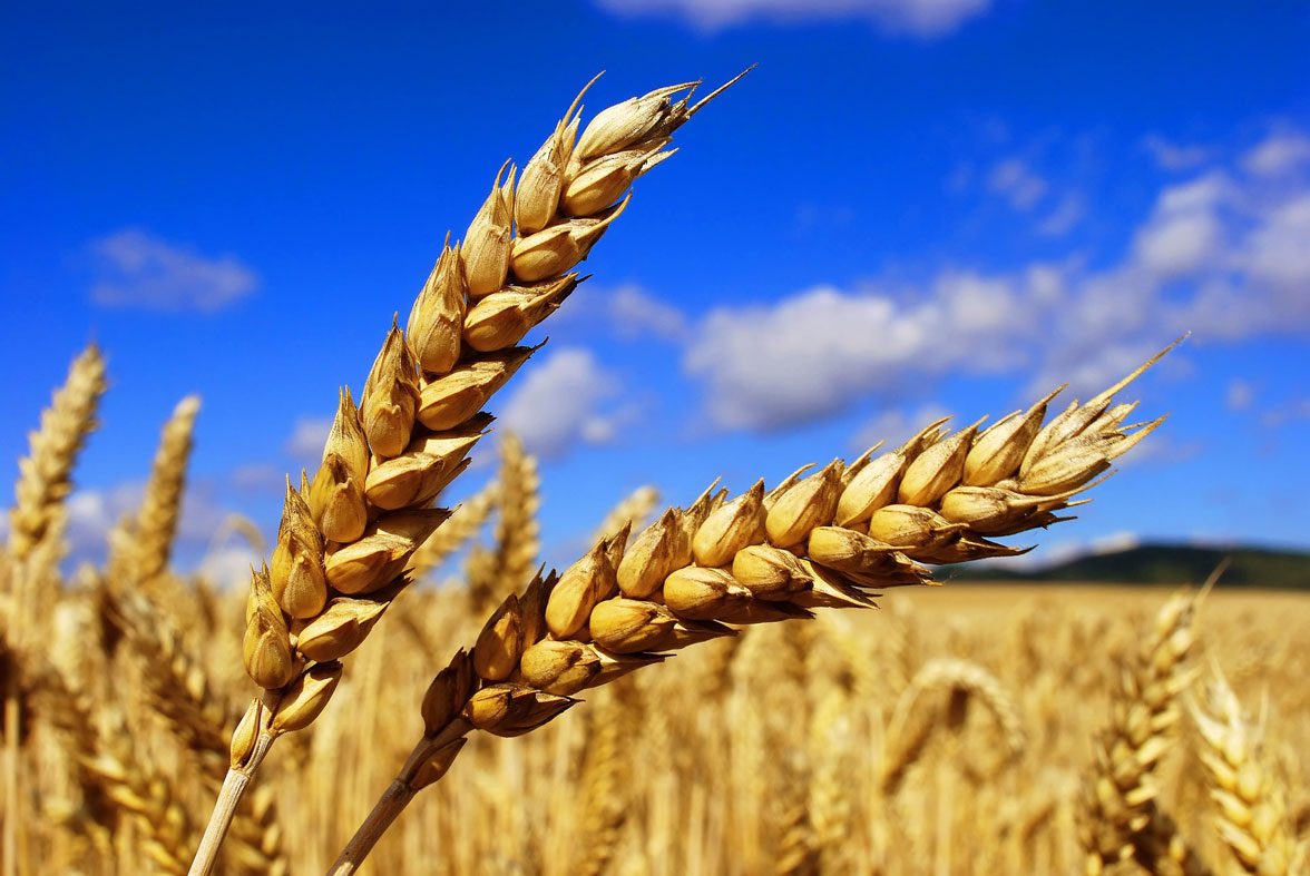 HARVEST OF GRAIN IN UKRAINE IN 2019 COULD RAISE TO 71.8 MLN TONNES