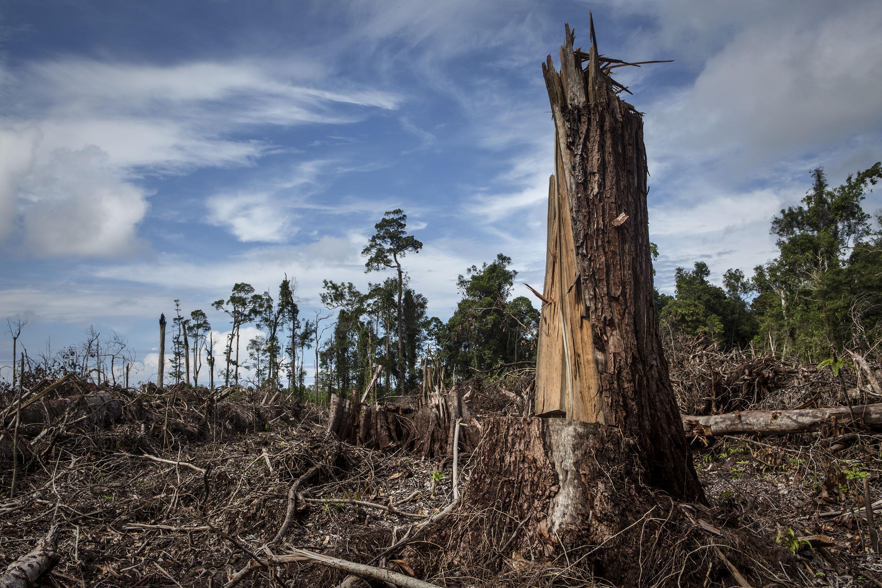 UKRAINE LOSSES FROM ILLEGAL DEFORESTATION OVER UAH 1 BLN